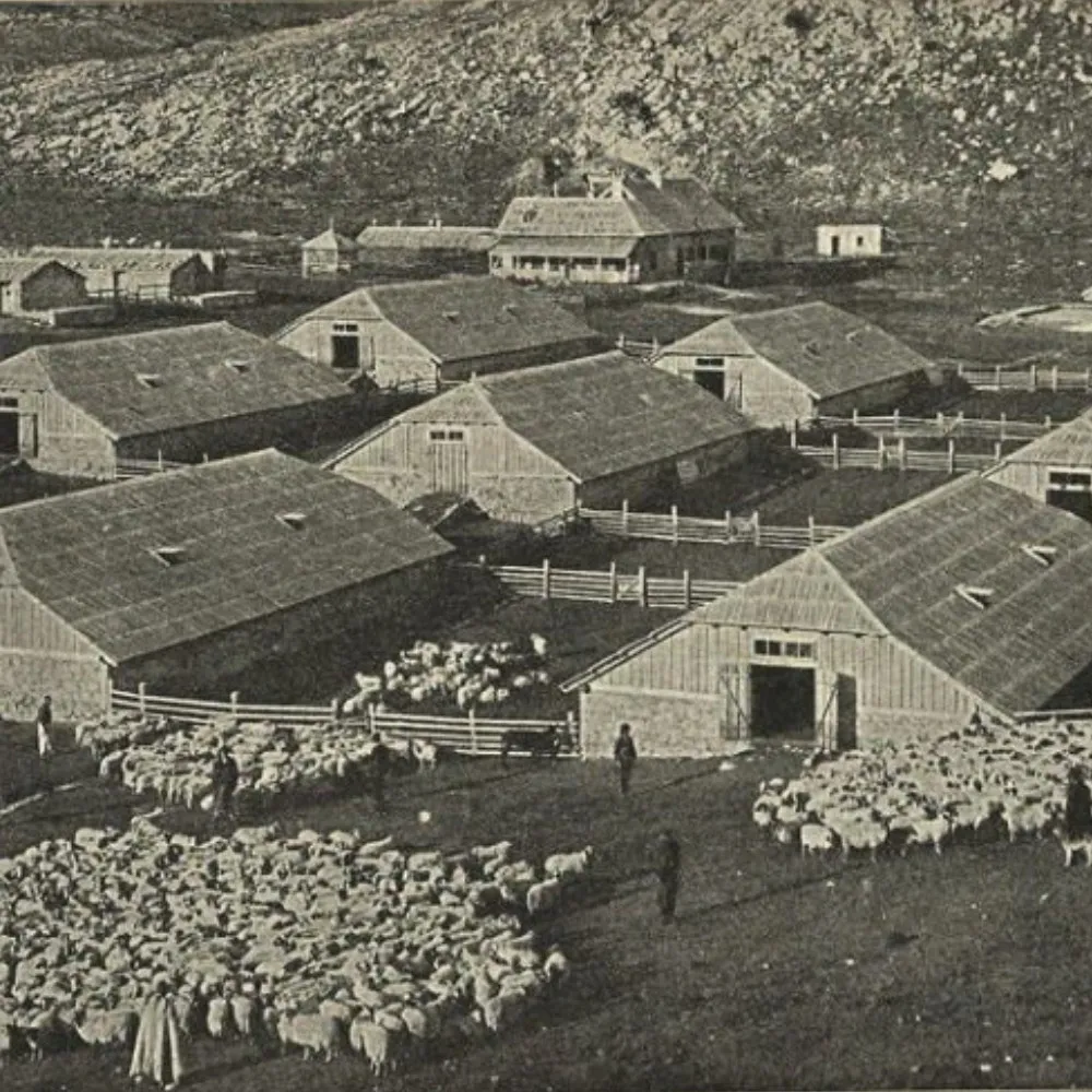 Historical photograph of sheep and barns at the Livno station